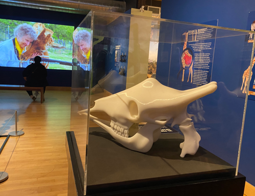 Giraffe Display at THEMUSEUM