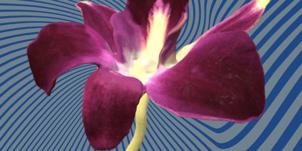 Flower 3D scan Flower 3D scan
