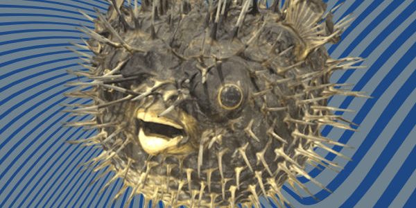 Puffer fish 3D scan Puffer fish 3D scan