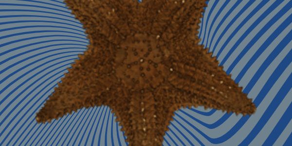 Starfish 3D scan Starfish 3D scan