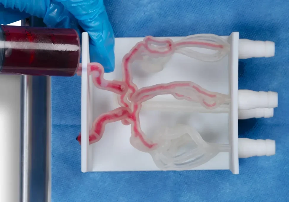Veins model