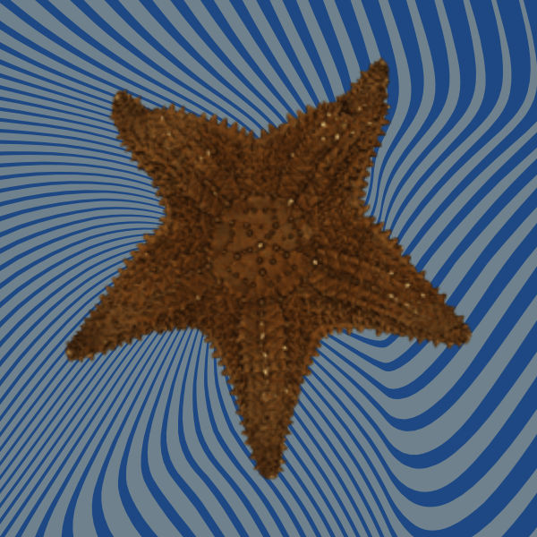 Starfish 3D scan